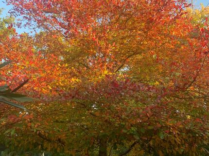 4033 Cayente Way, Sacramento, CA 95864 Photo