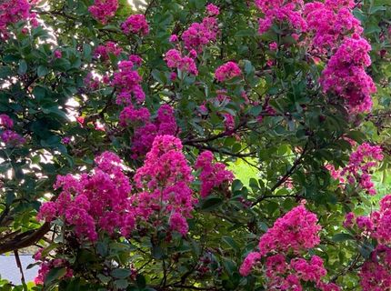 4033 Cayente Way, Sacramento, CA 95864 Photo