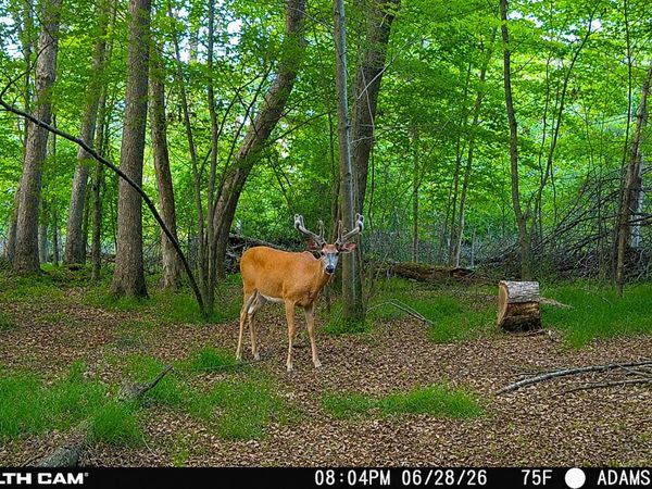 255.45 Ac Dover Drive, Adams, WI 53910
