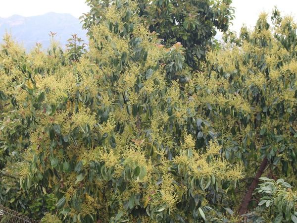 0 Camulos Street, Piru, CA 93040