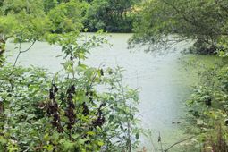 126 Rattlensnake Trail photo 4