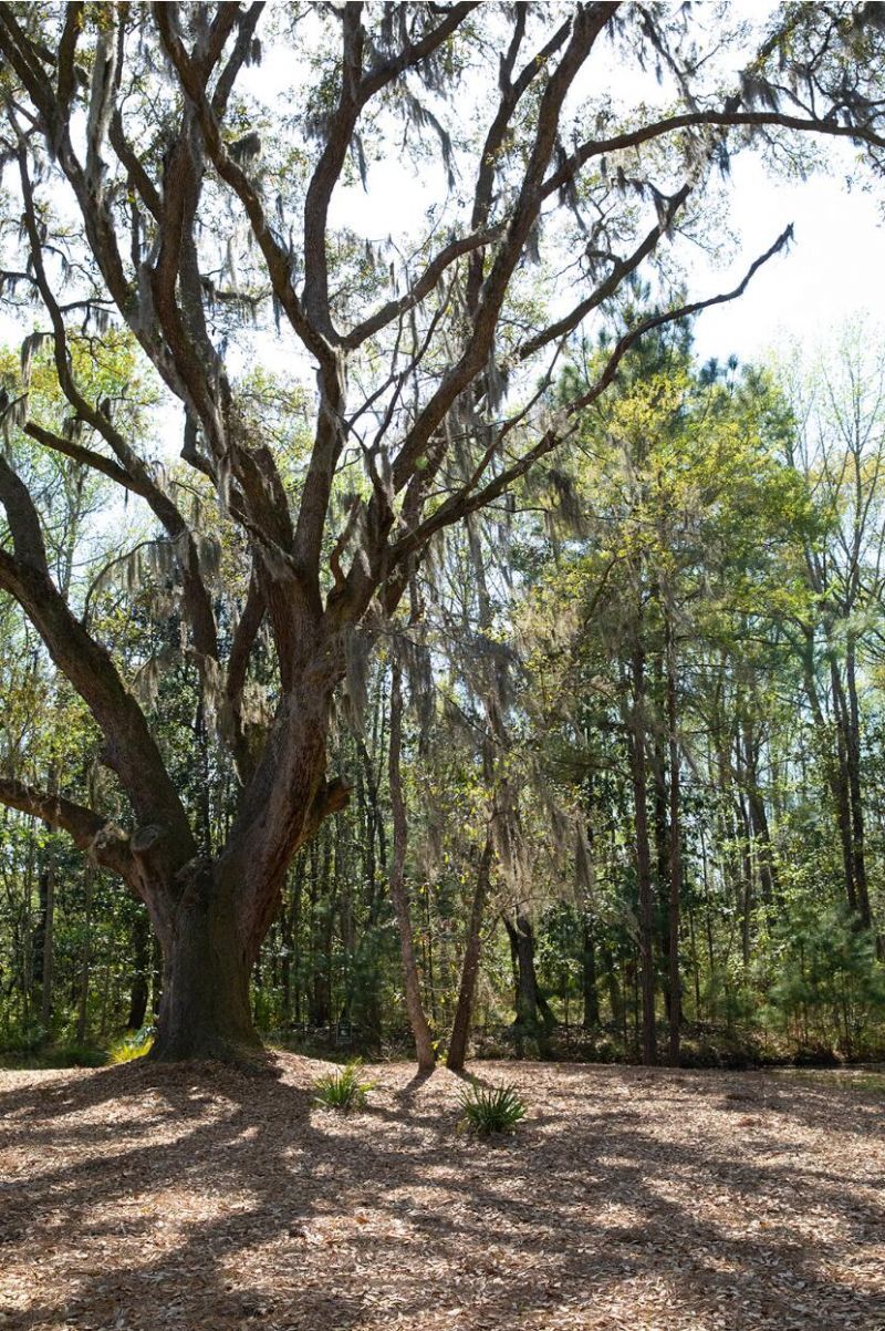 1611 Zurlo Way Photo 47