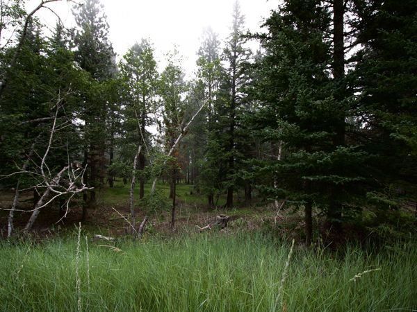 12052 Little Elk Road, Deadwood, SD 57732