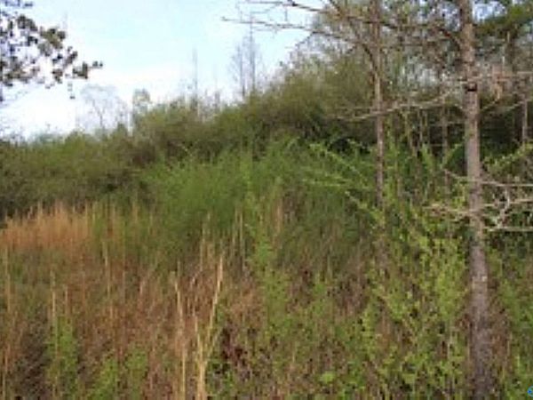 3.23 +/- Acres County Road 52, Sand Rock, AL 35983