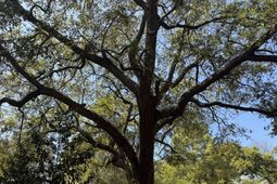 904 Hildebrand Drive photo 4