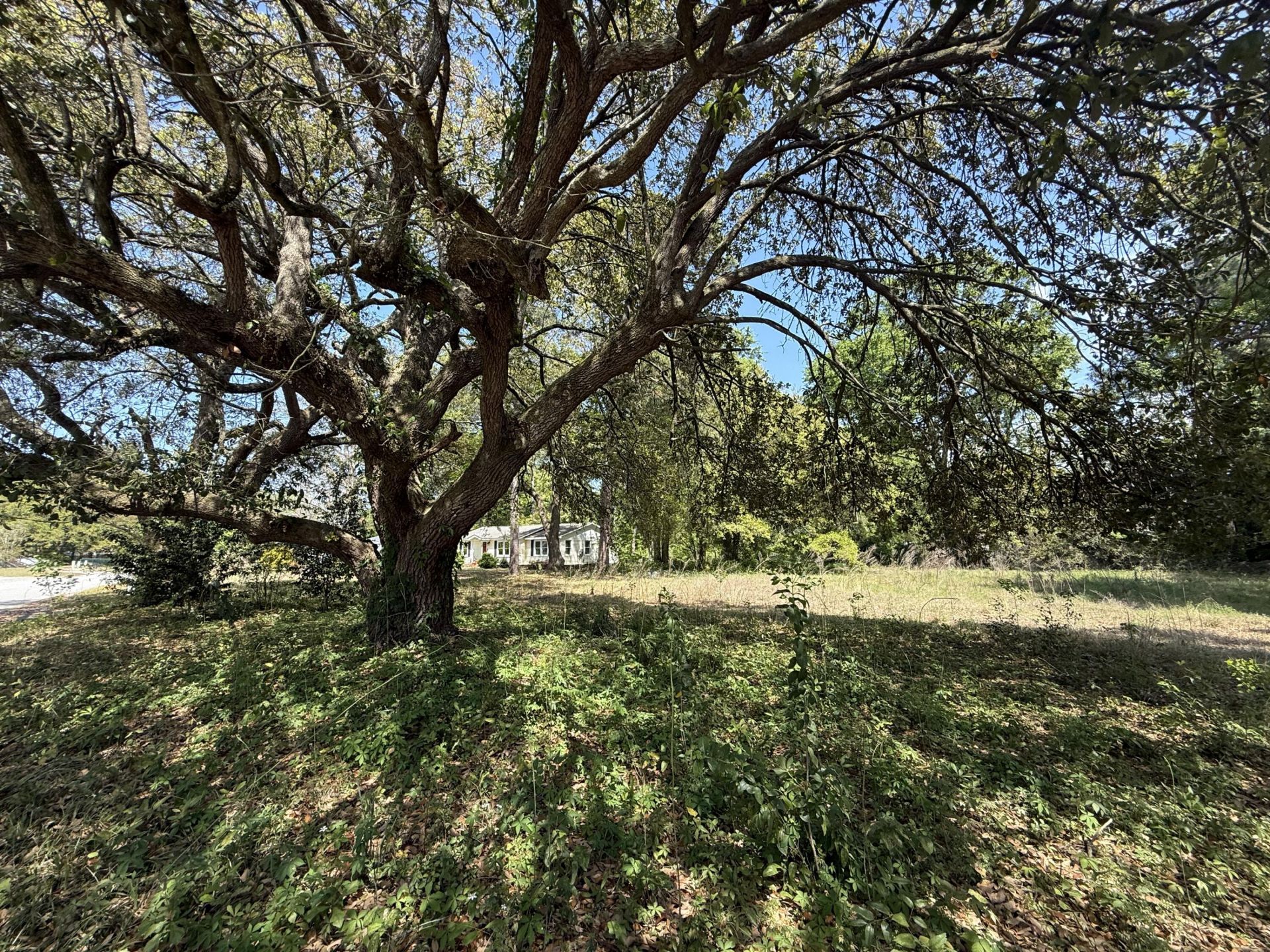 904 Hildebrand Drive Photo 6