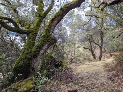 1581 Moccasin Trl, Placerville, CA 95667 Photo