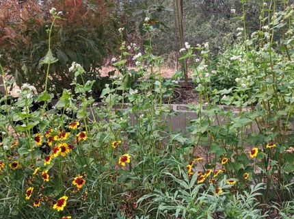 1581 Moccasin Trl, Placerville, CA 95667 Photo