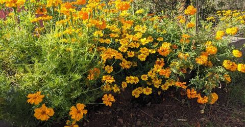 1581 Moccasin Trl, Placerville, CA 95667 Photo