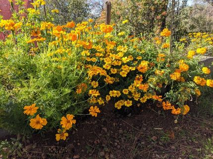 1581 Moccasin Trl, Placerville, CA 95667 Photo