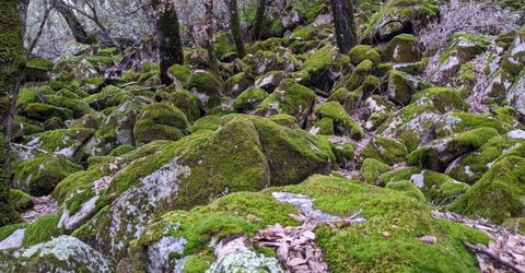 1581 Moccasin Trl, Placerville, CA 95667 Photo