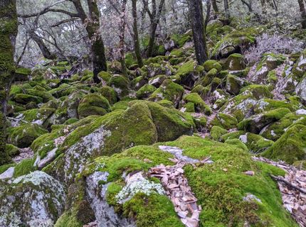 1581 Moccasin Trl, Placerville, CA 95667 Photo