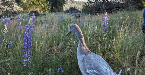 1581 Moccasin Trl, Placerville, CA 95667 Photo