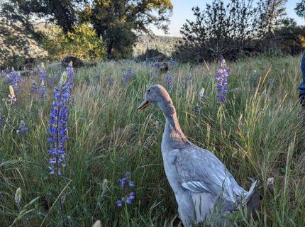 1581 Moccasin Trl, Placerville, CA 95667 Photo