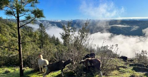 1581 Moccasin Trl, Placerville, CA 95667 Photo