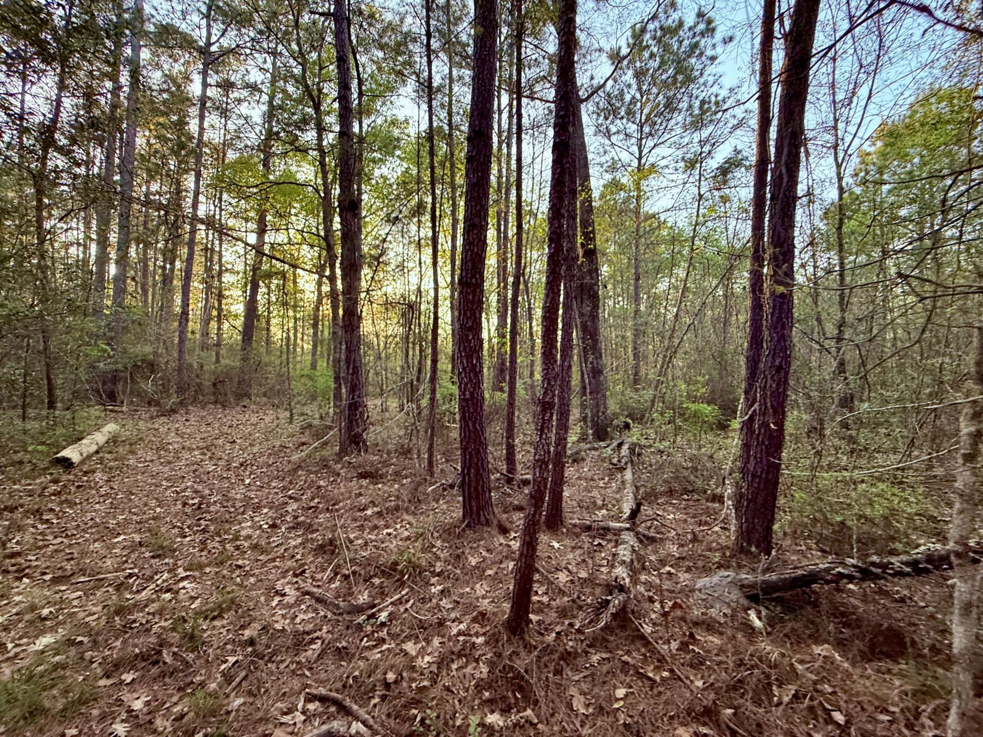 430 Weenee Road Photo 8