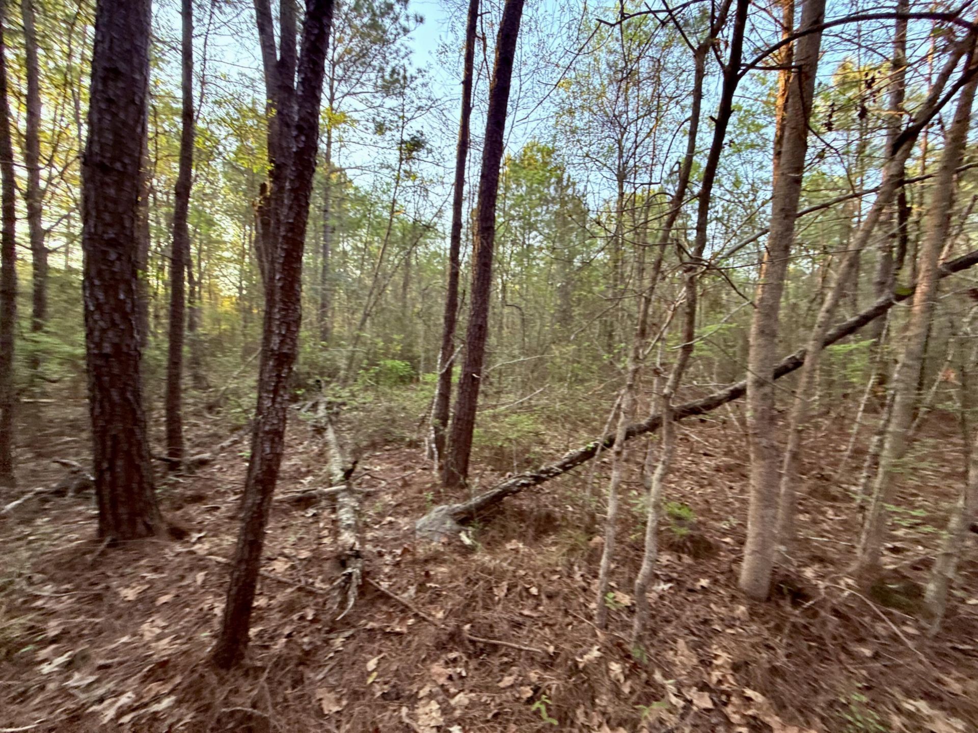 430 Weenee Road Photo 9