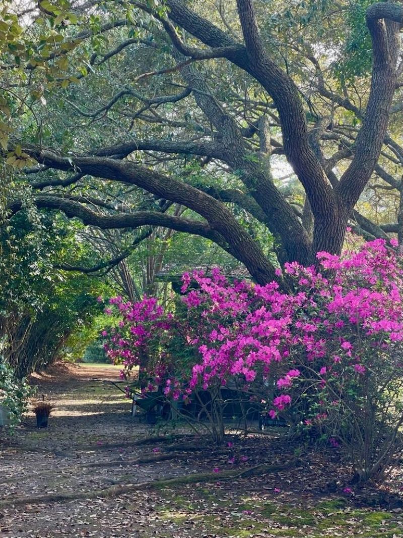 11091 Highway 707  Photo 34