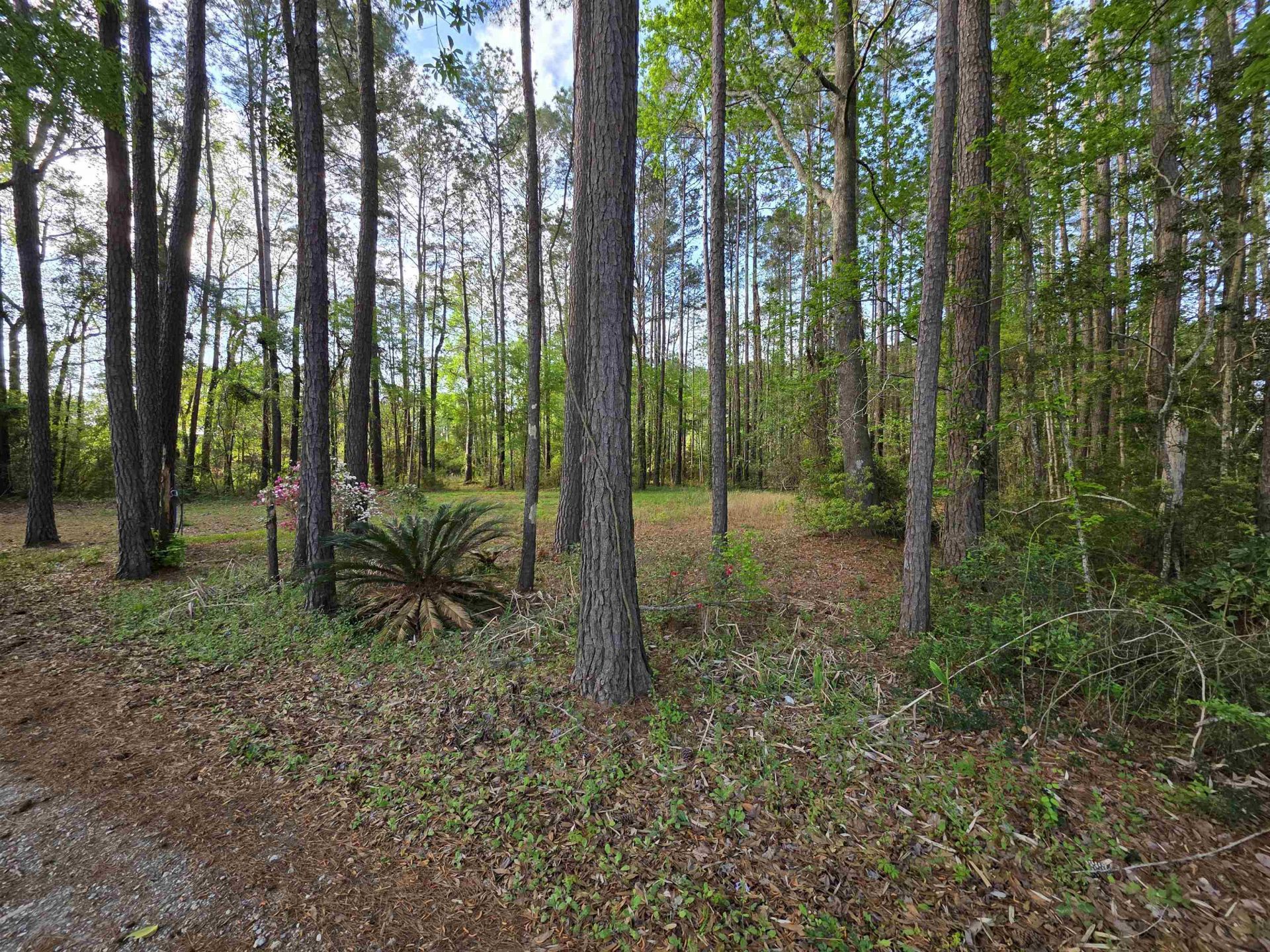 11091 Highway 707 Photo 36