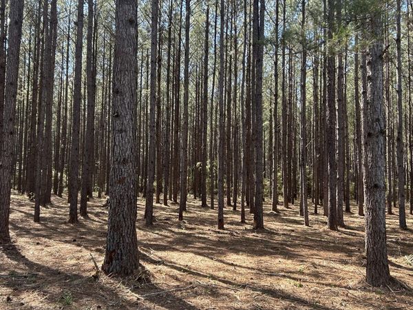 Y Grimes R Grimes Road, Laurel Hill, FL 32567