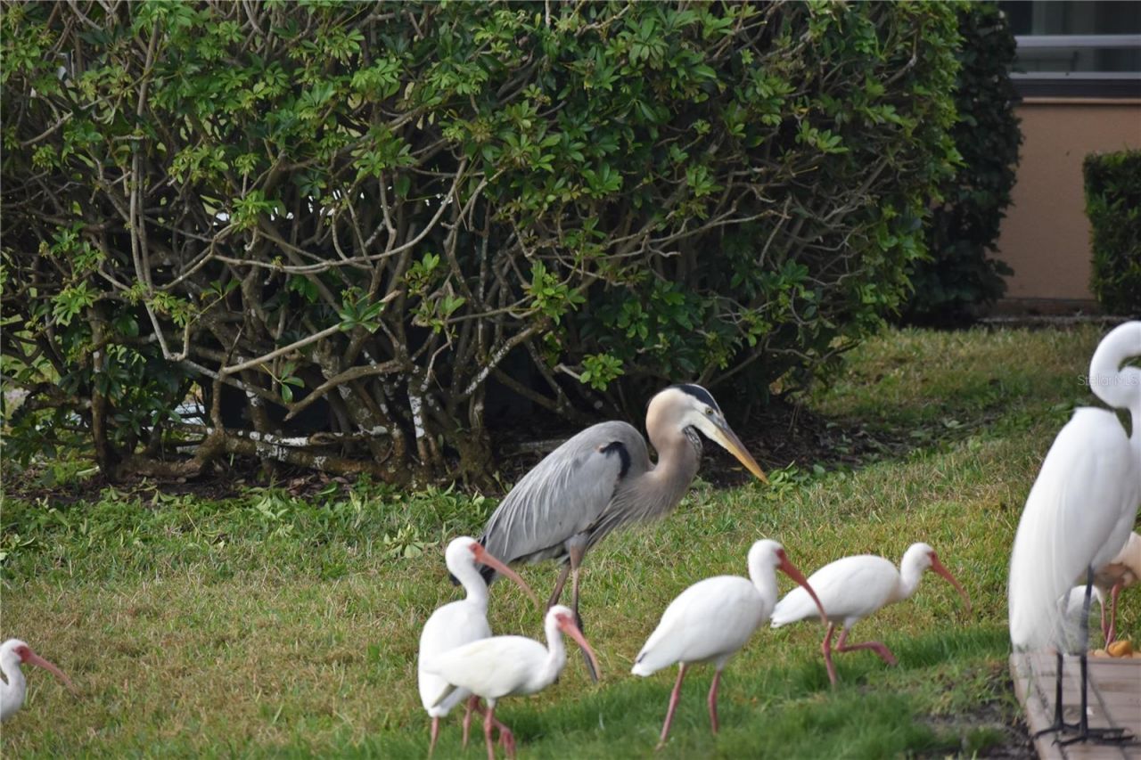 3863 Catalina Drive , Bradenton, FL 34210 Photo