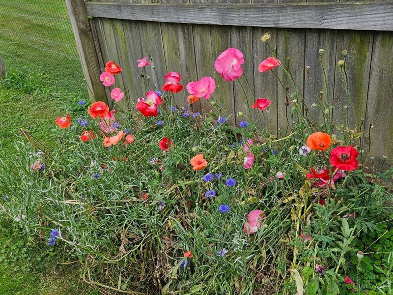 3726 Oakwood Drive, Pierce Twp, OH 45102 Photo 11