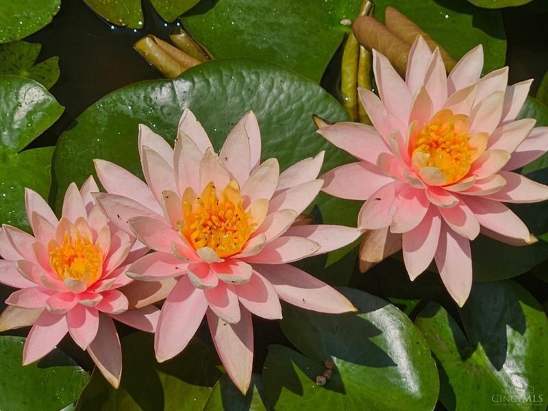 3726 Oakwood Drive, Pierce Twp, OH 45102 Photo 13