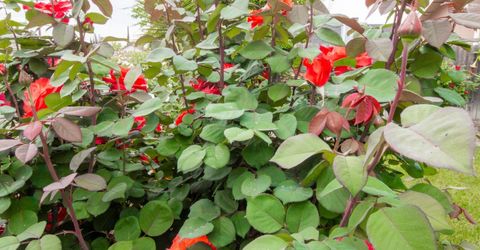 1 Pinache Ct, Sacramento, CA 95838 Photo