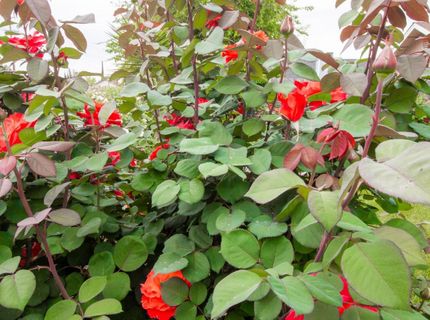 1 Pinache Ct, Sacramento, CA 95838 Photo