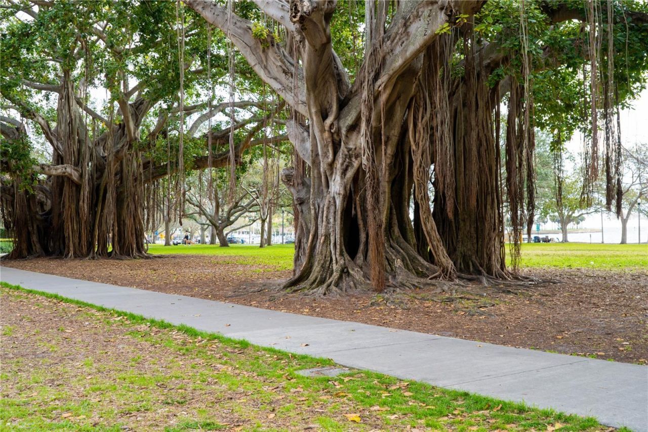 316 8th Street S, Unit 402, Saint Petersburg, FL 33701 Photo