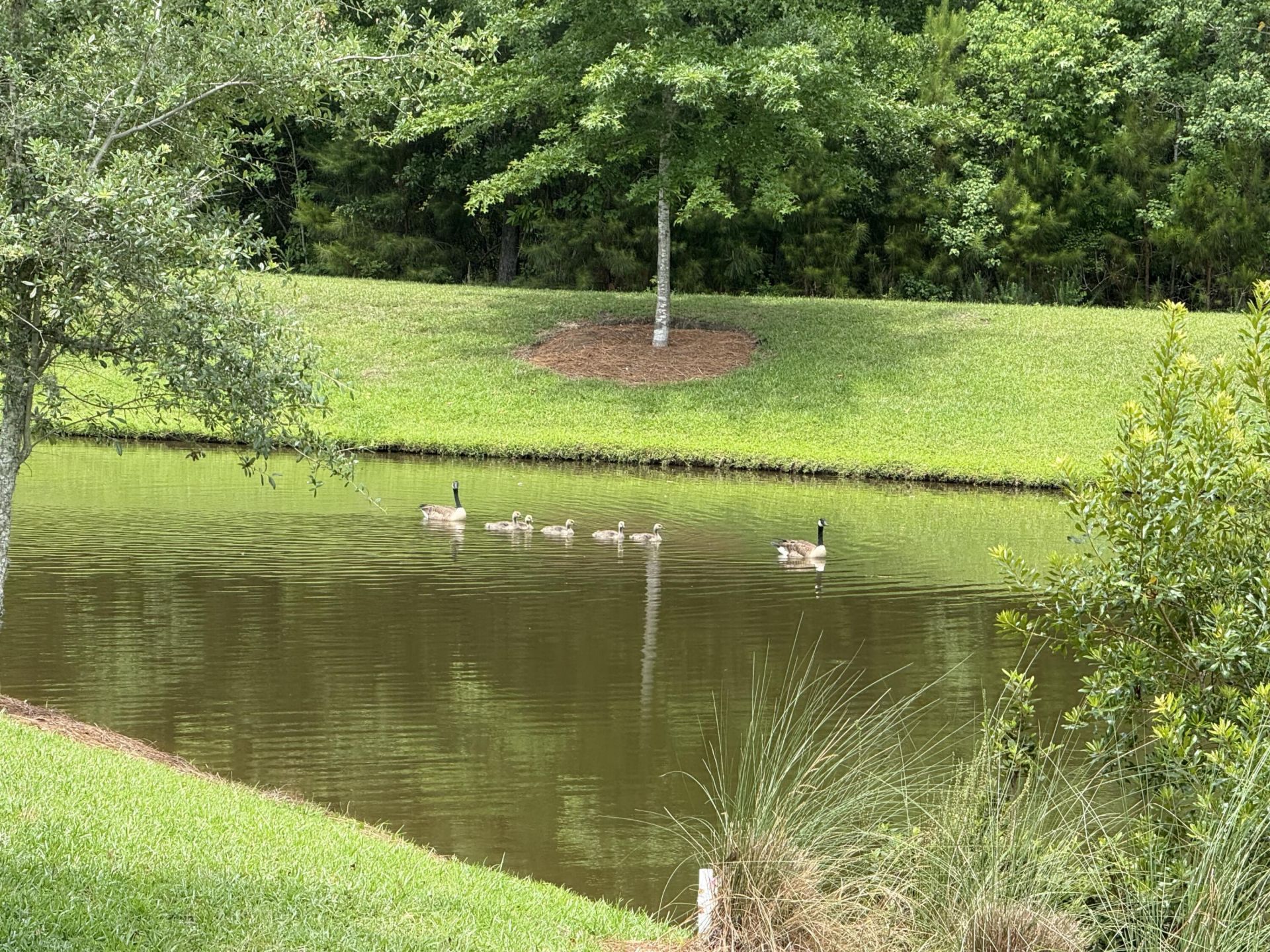 2910 Gantt Drive Photo 13