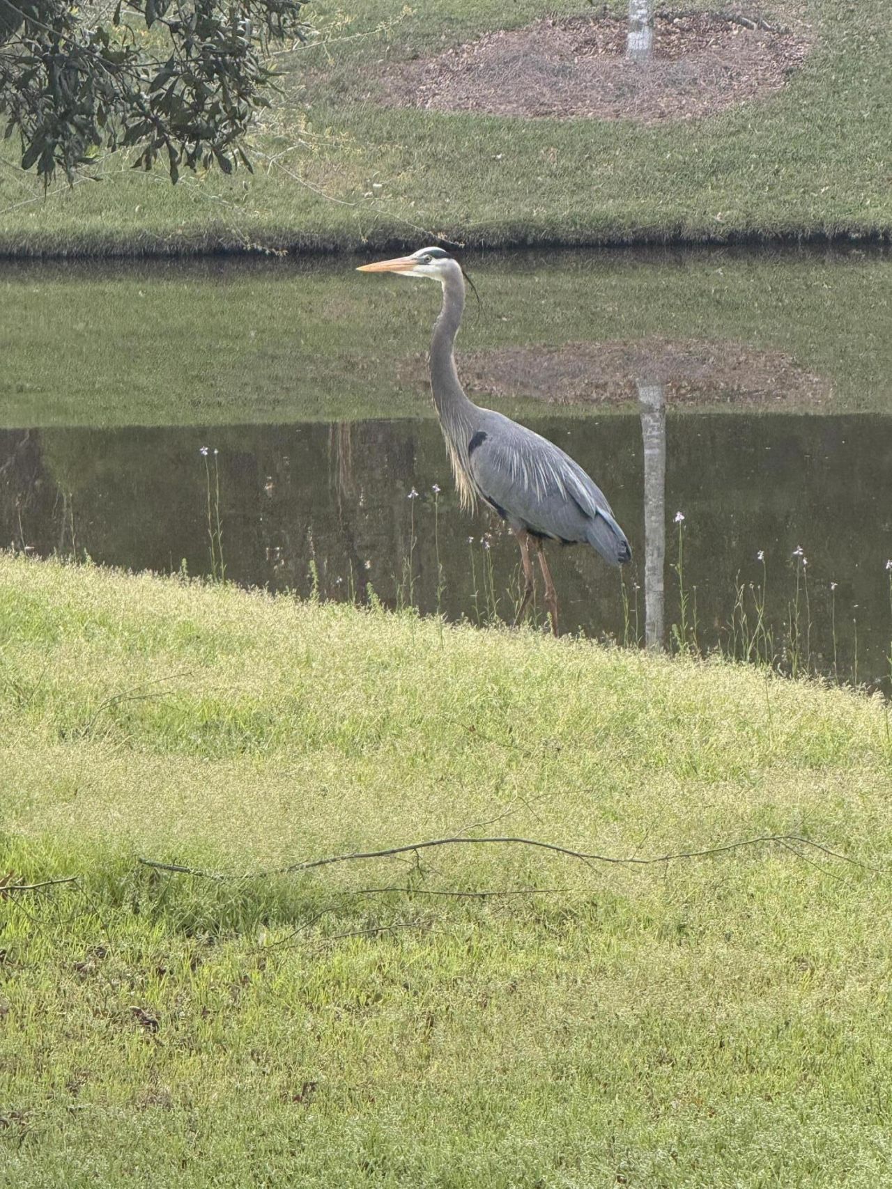 2910 Gantt Drive Photo 56