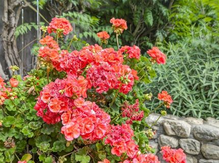 1817 Titian Ct, Davis, CA 95618 Photo