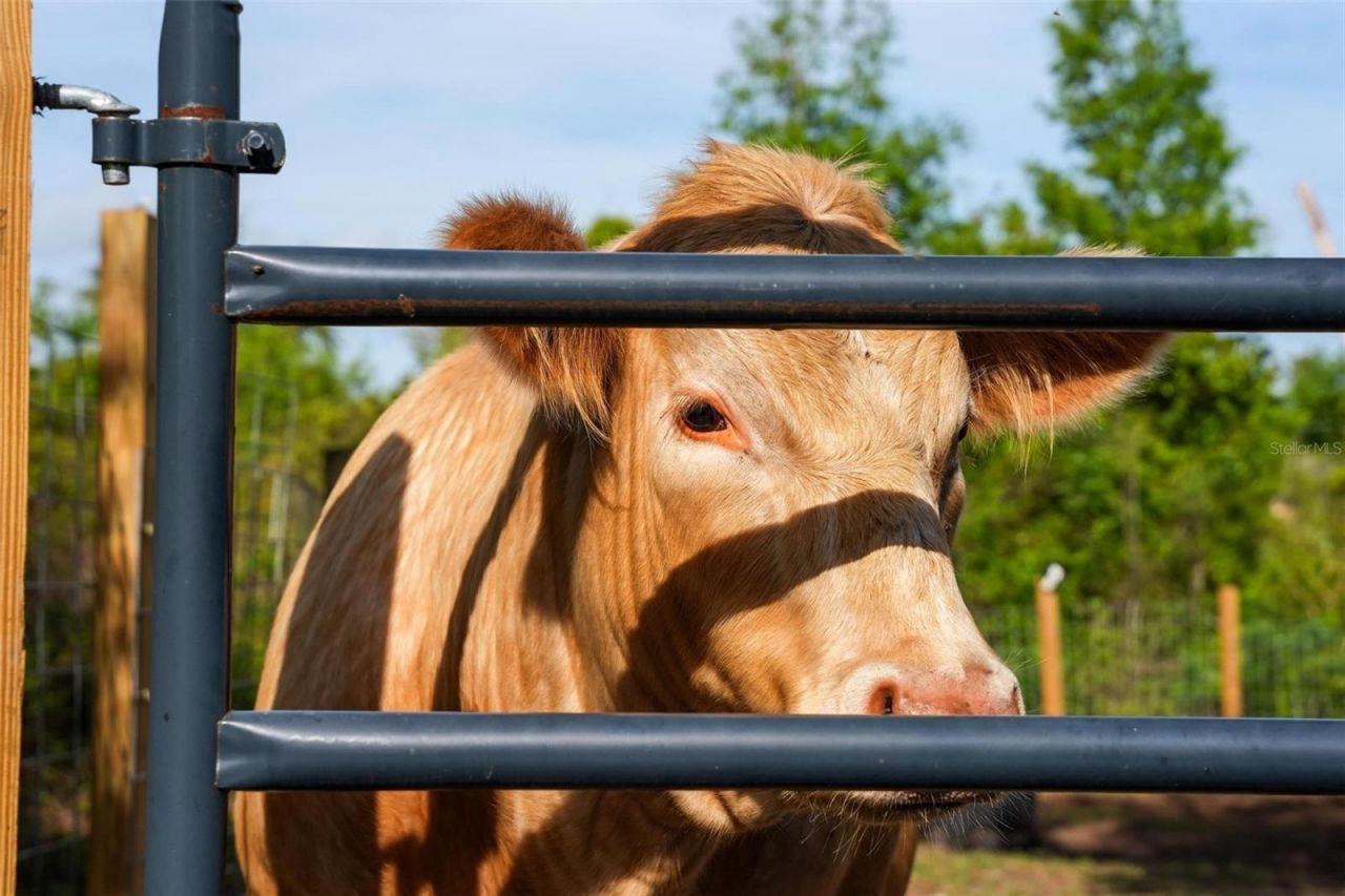 150 Catalina Drive, Debary, FL 32713 Photo