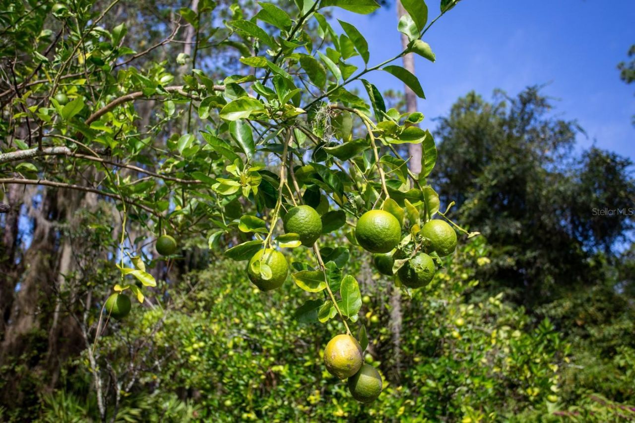 299 Riley Lake Drive, Hawthorne, FL 32640 Photo