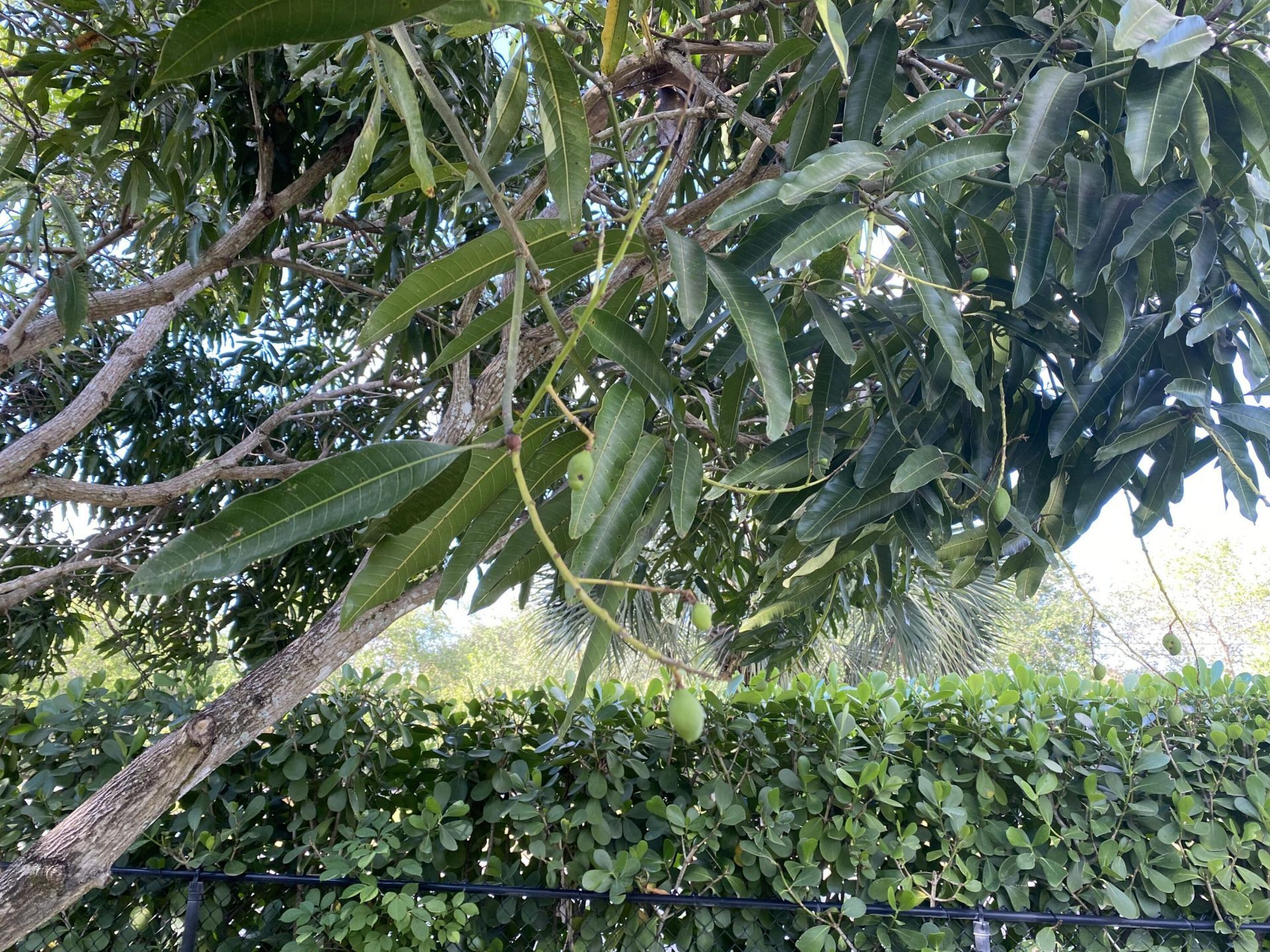 1094 Raintree Lane, Wellington, FL 33414 Photo