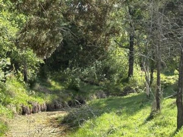 TBD Whitetail Springs Lane , Gustine, TX 76455