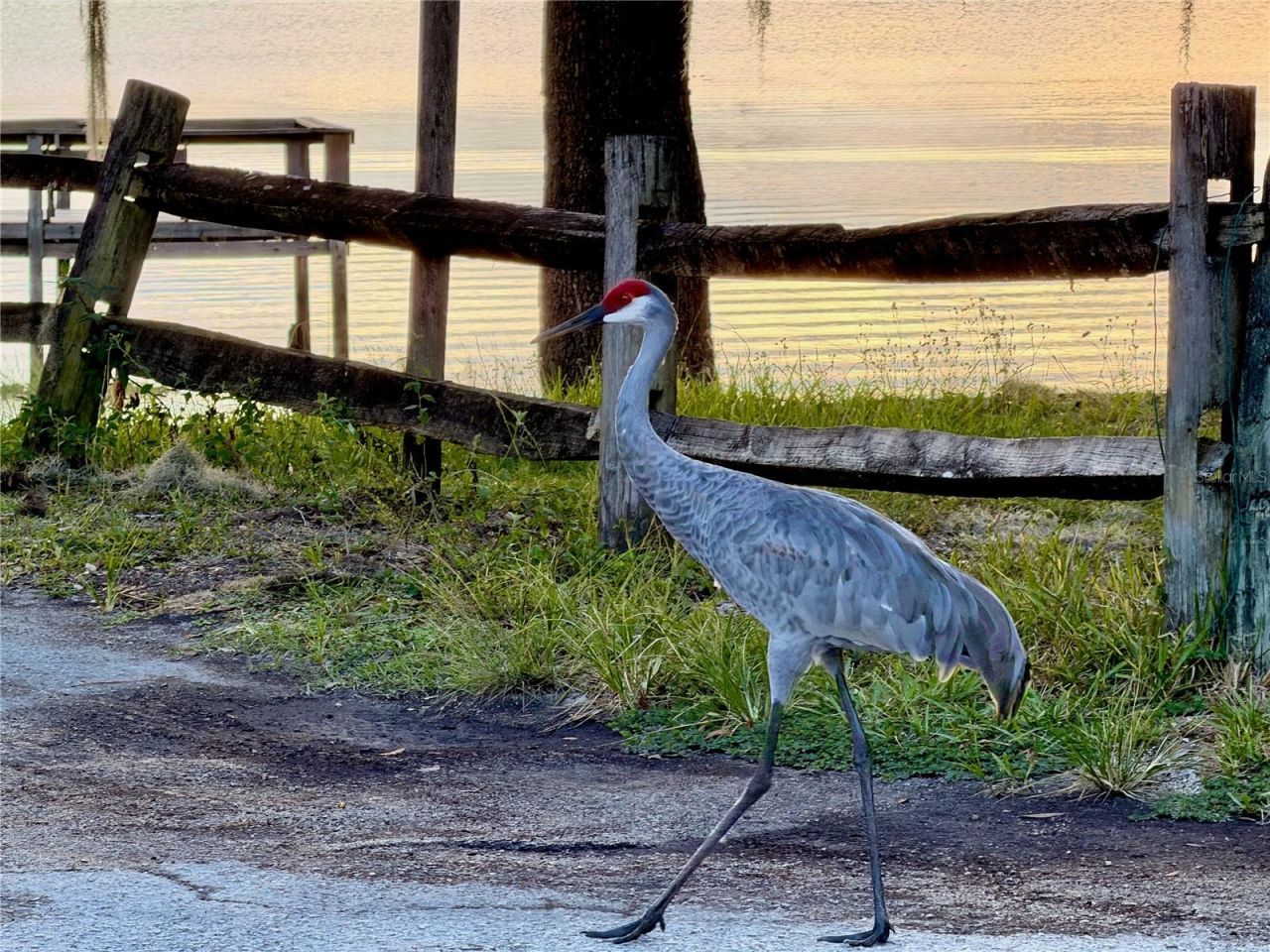 14010 NE 250th Circle , Salt Springs, FL 32134 Photo