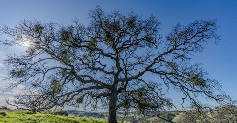 7220 Stony Creek Rd, Jackson, CA 95642 Photo