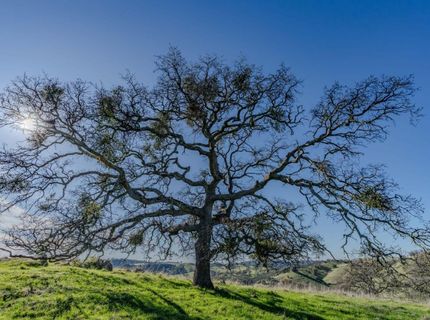 7220 Stony Creek Rd, Jackson, CA 95642 Photo