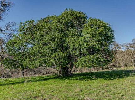 7220 Stony Creek Rd, Jackson, CA 95642 Photo