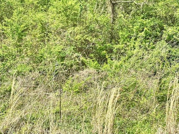 Lot 1 Salem Minor Hill Road, Lester, AL 35647