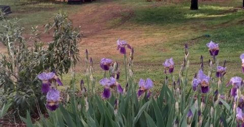 15579 Jesus Maria, Mokelumne Hill, CA 95245 Photo