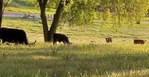 15579 Jesus Maria, Mokelumne Hill, CA 95245 Photo