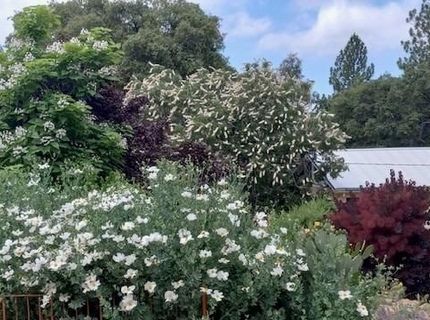 15579 Jesus Maria, Mokelumne Hill, CA 95245 Photo