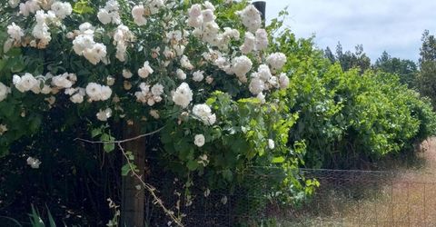 15579 Jesus Maria, Mokelumne Hill, CA 95245 Photo