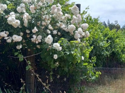 15579 Jesus Maria, Mokelumne Hill, CA 95245 Photo