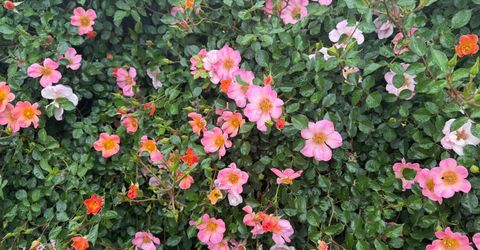 29 Calle Susanna, Elk Grove, CA 95624 Photo