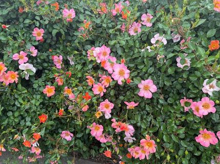 29 Calle Susanna, Elk Grove, CA 95624 Photo