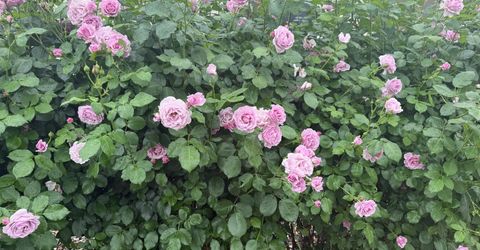 29 Calle Susanna, Elk Grove, CA 95624 Photo